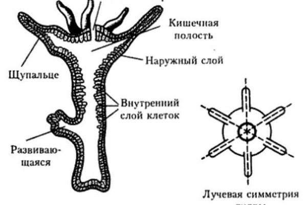 Kraken ссылка на сайт актуальная