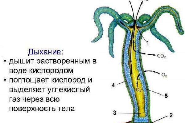 Dark net официальный сайт